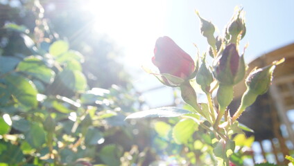 Bouton de rose rouge en contre-jour sur son rosier