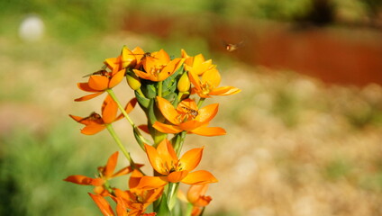 Insectes pollinisateurs sur Ornithogale Douteux