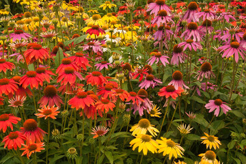 Naklejka premium Sydney Australia, garden bed of colorful flowering echinacea plants