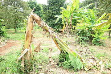 Banana trees are nearing harvest time and damaged by wind.
