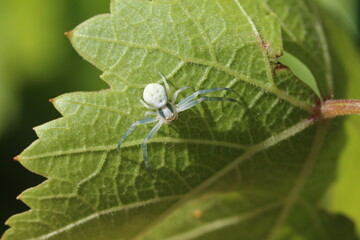 Lauerhaltung - Veränderliche Krabbenspinne - Misumena vatia