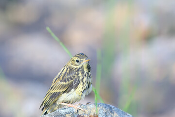 little wagtail bird chick, wildlife bird sitting on a stone