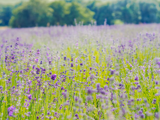 Violet lavender field blooming in summer sunlight. Sea of Lilac Flowers landscape in Provence, France. Bunch of scented flowers of the French Provence . Aromatherapy. Nature Cosmetics. Gardening.