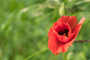 Red poppy flower in a corn field