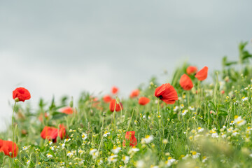 Grain field full of poppy flowers