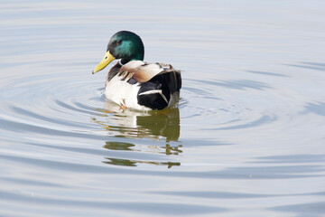 Ánade real, Anas platyrhynchos
