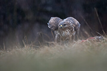 Common buzzard in the rain