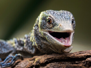 close up portrait of a lizard,Close up front portrait of blue spotted tree monitor Varanus macraei resting on tree trunk and looking at camera