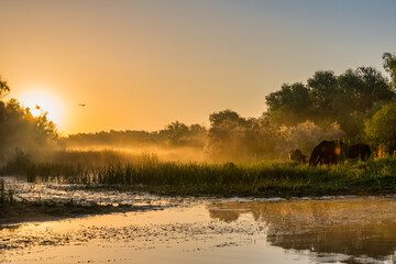 Morgenstimmng in Donaudelta
