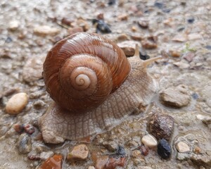 snail on the beach