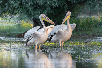 Gruppe von Pelikanen (Pelecanus onocrotalus) im Donaudelta