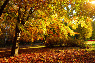 Picturesque view of trees in warm light. Location place Ukraine, Europe.
