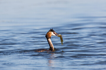 Haubentaucher (Podiceps cristatus) mit kleinem Fisch an der Donau