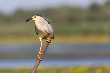 Nachtreiher, Nycticorax n.nycticorax, 