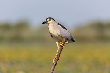 Nachtreiher, Nycticorax n.nycticorax, 