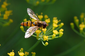 Bee on yellow flower