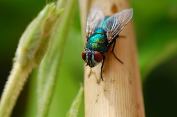 Fly on leaf