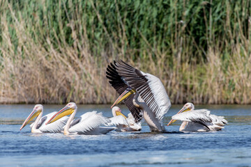 Gruppe von Pelikanen (Pelecanus onocrotalus) beim Fischfang im Donaudelta