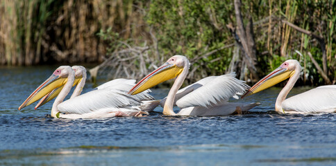 Rosapelikan, Pelecanus onocrotalus, in Donaudelta