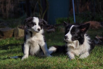 Border Collie Mom Lie Down in the Garden While her Puppy is Sitting next to her and Watching Her. Black and White Dog and Puppy Enjoy the Sunshine during Spring in Czech Republic.
