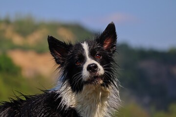 Wet Head of Border Collie with Funny Look at her Face. Head Portrait of Black and White Dog in Czech Republic.