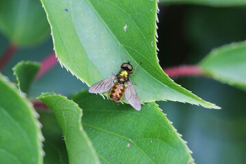 grün braune Waffenfliege - Chloromyia formosa