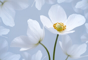 Floral background. A bouquet light blue primrose flowers.  Close-up.   Flower composition. Greeting card. Nature.