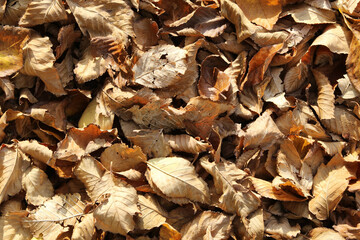 seasonal filled frame close up background wallpaper autumn shot of a big pile of soft orange yellow dry leaves on the ground
