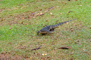Water Monitor - Komodo Dragon in Lumphini Park - Bangkok, Thailand