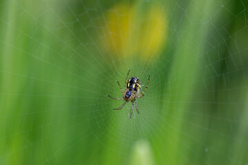 Kleine gelb schwarze Spinne im Garten