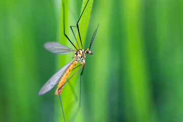 Gefleckte Wiesenschnake Nephrotoma appendiculata