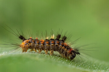 Raupe des Schlehen-Bürstenspinners Orgyia antiqua makro