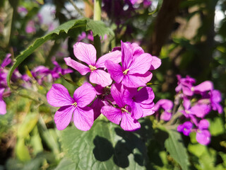 Annual honesty (in german Einj&auml;hriges Silberblatt) Lunaria annua
