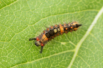 Raupe des Schlehen-Bürstenspinners Orgyia antiqua makro