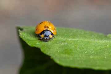 Marienkäfer makro