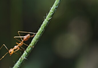 Weaver ant (Oecophylla smaragdina) or major worker