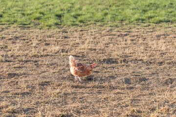 Brown chicken live outdoors at bio poultry farm grass meadow. Rural agriculture scene with free happy hen outdoor. Ecological animal farming and self sufficiency by sustainable fowl livestock