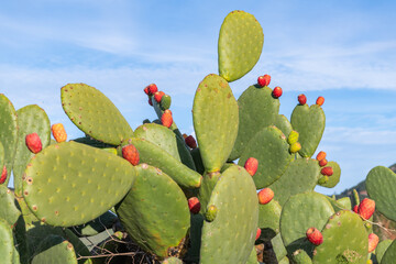 Healthy cactus cactaprickly pear tree with the blue sky behind © Antumbra