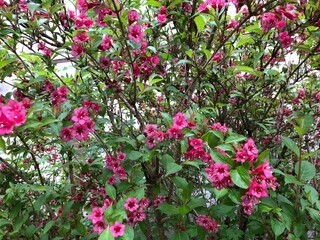 pink and white flowers