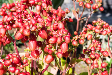 Fruits closeup of an exotic plant