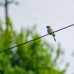 Birds © Maxim Kalinin