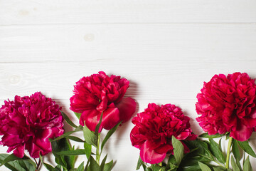 Red marsala peonies on a white wooden background. Floral frame of peonies. Top view, copy space