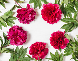 Red marsala peonies on a white wooden background. Floral frame of peonies. Top view, copy space