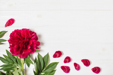 Marsala red peony and petals on a white wooden background. Top view, copy space