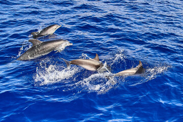 A group of dolphins jumping from the waves of the Atlantic Ocean