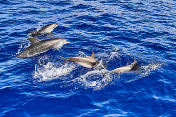 Obraz premium A group of dolphins jumping from the waves of the Atlantic Ocean