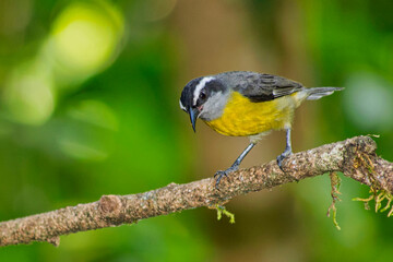 Bananaquit, Coereba flaveola, Tropical Rainforest, Costa Rica, Central America, America