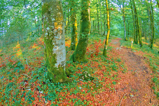 Forest Landscape, Valderejo Natural Park, Valdegovía, Álava, Basque Country, Spain, Europe