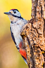 Great Spotted Woodpecker, Dendrocopos major, Spanish Forest, Castile and Leon, Spain, Europe