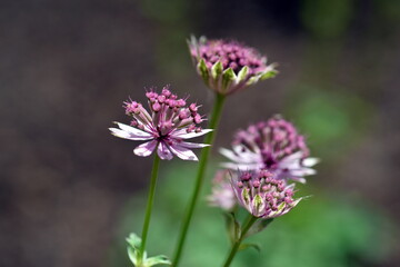 Nahaufnahme von kleinen rosa Blumen